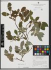 Foto von Salix hastata L.